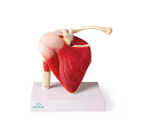 Articulația umerului, mărime naturală, cu mușchi - EZ Augmented Anatomy