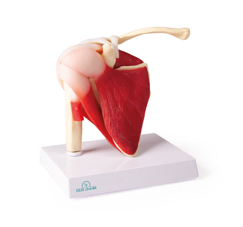 Articulația umerului, mărime naturală, cu mușchi - EZ Augmented Anatomy