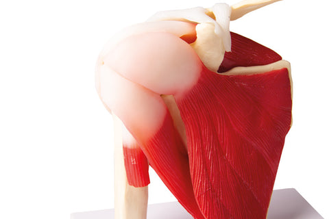 Articulația umerului, mărime naturală, cu mușchi - EZ Augmented Anatomy