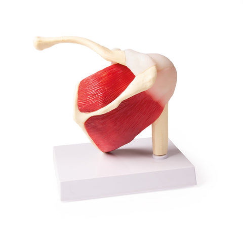Articulația umerului, mărime naturală, cu mușchi - EZ Augmented Anatomy