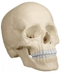 Model craniu osteopatic, 22 piese, versiune anatomică - EZ Augmented Anatomy