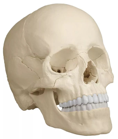 Model de craniu osteopatic, 22 piese, versiune anatomică - EZ Augmented Anatomy