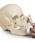 Model craniu osteopatic, 22 piese, versiune anatomică - EZ Augmented Anatomy