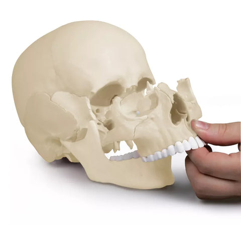 Model craniu osteopatic, 22 piese, versiune anatomică - EZ Augmented Anatomy