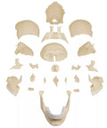 Model craniu osteopatic, 22 piese, versiune anatomică - EZ Augmented Anatomy