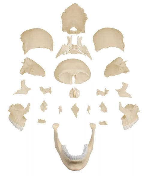 Model craniu osteopatic, 22 piese, versiune anatomică - EZ Augmented Anatomy