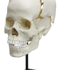 Craniu uman articulat pentru studiu medical