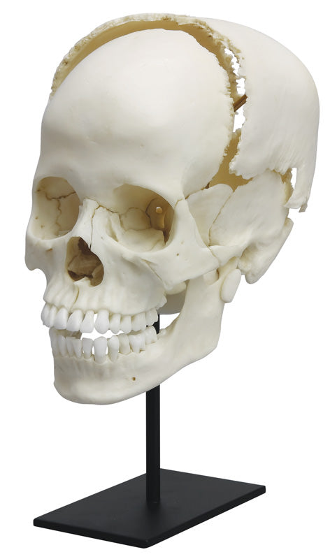 Craniu uman articulat pentru studiu medical