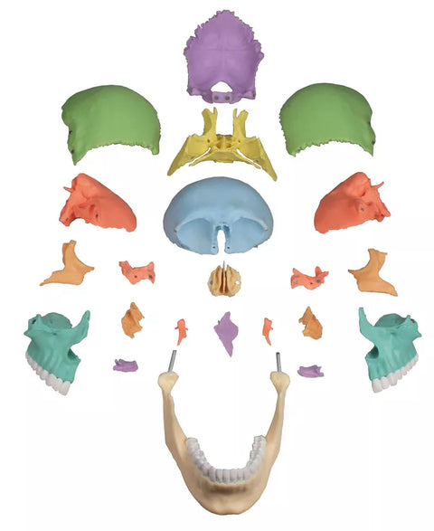Model craniu osteopatic, 22 piese, versiune didactică - EZ Augmented Anatomy