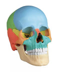Model craniu osteopatic, 22 piese, versiune didactică - EZ Augmented Anatomy