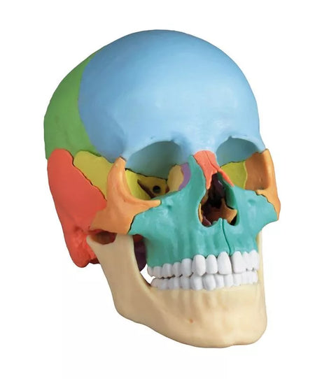 Model craniu osteopatic, 22 piese, versiune didactică - EZ Augmented Anatomy