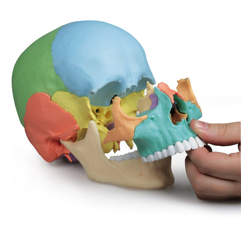 Model de craniu osteopatic, 22 piese, versiune didactică – EZ Augmented Anatomy
