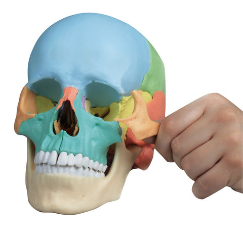 Model de craniu osteopatic, 22 piese, versiune didactică – EZ Augmented Anatomy