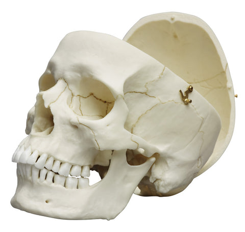 Craniu uman adult, masculin