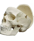 Craniu adult, masculin