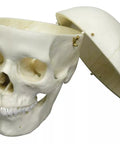 Craniu adult, feminin