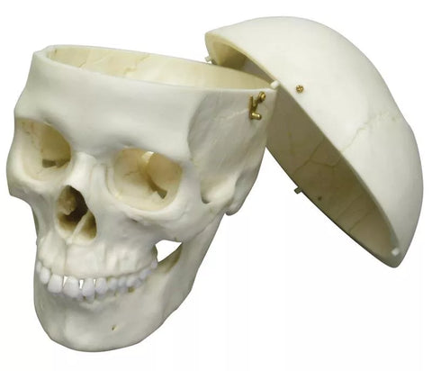 Craniu adult, feminin