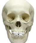 Craniu adolescent, feminin
