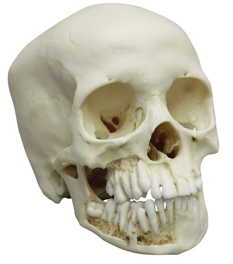 Craniu de copil, 12 ani