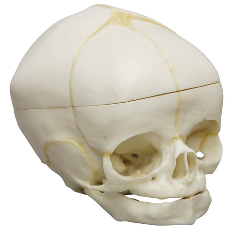 Craniu uman fetal 40 săptămâni cu calvaria tăiată