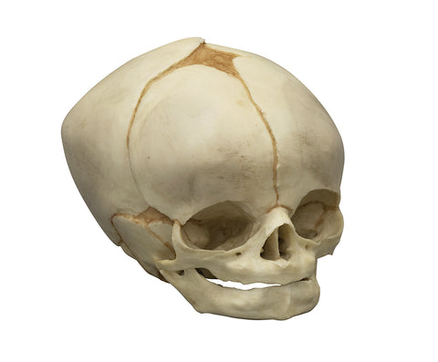 Craniu fetal 40 ½ săptămâni
