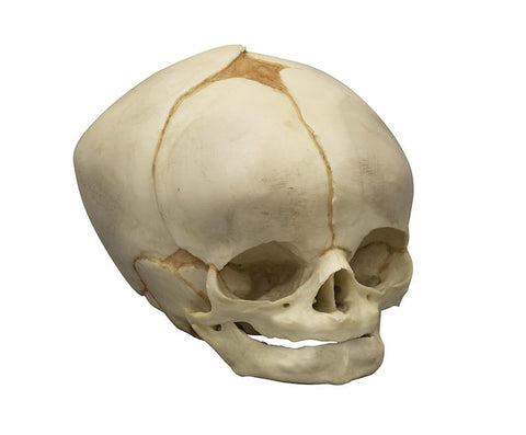 Craniu fetal 40 ½ săptămâni