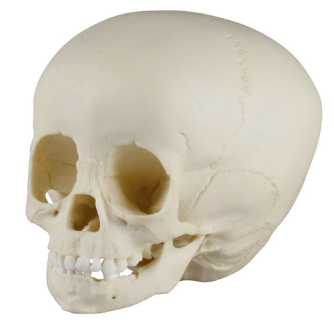 Craniu de copil, 1 ½ ani