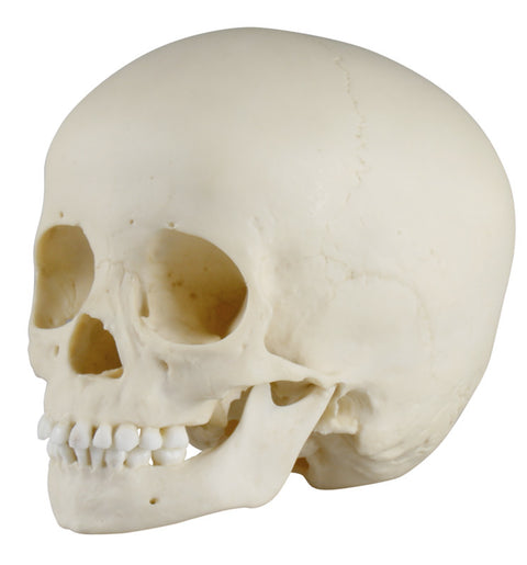 Craniu de copil, 3 ani