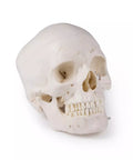 Craniu demonstrație de lux, 14 piese, pentru studii avansate
