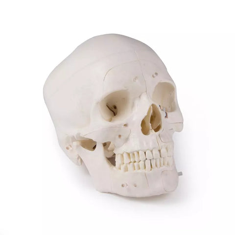 Craniu demonstrație de lux, 14 piese, pentru studii avansate