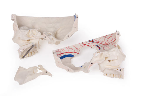 Craniu demonstrativ deluxe, din 14 piese pentru studii avansate