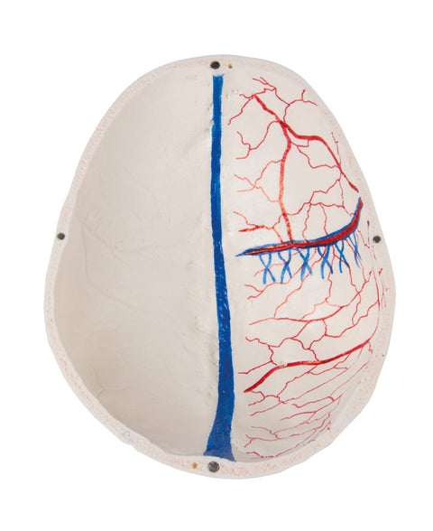 Craniu demonstrativ deluxe, din 14 piese pentru studii avansate