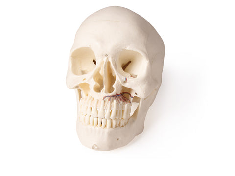 Model de craniu pentru stomatologie și chirurgie orală, 5 piese