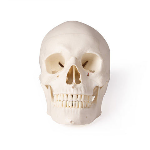 Model de craniu pentru stomatologie și chirurgie orală, 5 piese