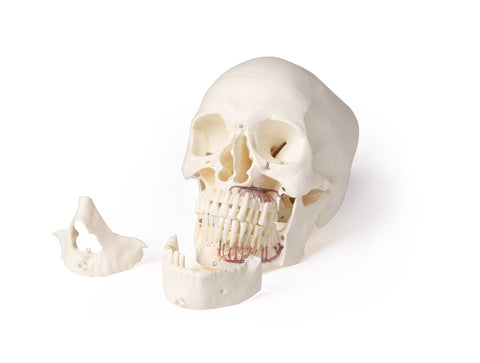 Model de craniu pentru stomatologie și chirurgie orală, 5 piese