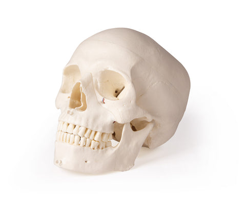 Model de craniu pentru stomatologie și chirurgie orală, 5 piese