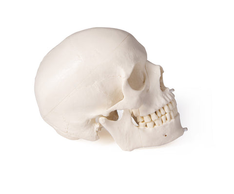 Model de craniu pentru stomatologie și chirurgie orală, 5 piese