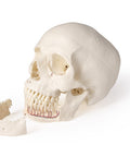 Model de craniu pentru stomatologie și chirurgie orală, 5 piese