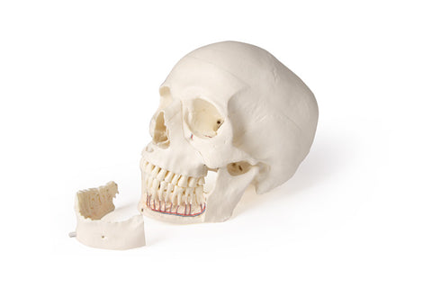 Model de craniu pentru stomatologie și chirurgie orală, 5 piese