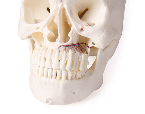 Model de craniu pentru stomatologie și chirurgie orală, 5 piese