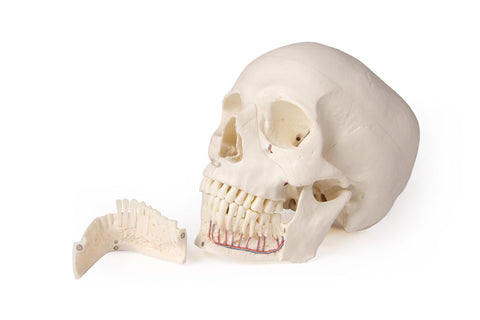 Model de craniu pentru stomatologie și chirurgie orală, 5 piese