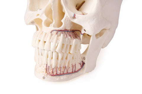 Model de craniu pentru stomatologie și chirurgie orală, 5 piese