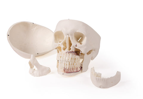 Model de craniu pentru stomatologie și chirurgie orală, 5 piese