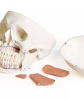 Model de craniu pentru stomatologie cu sindrom de disfuncție temporomandibulară, 8 piese