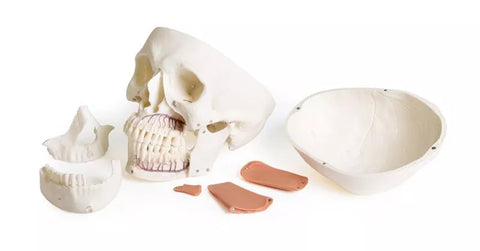Model de craniu pentru stomatologie cu sindrom de disfuncție temporomandibulară, 8 piese