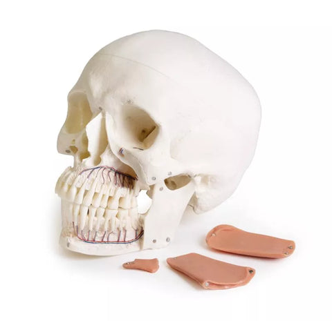 Model de craniu pentru stomatologie cu sindrom de disfuncție temporomandibulară, 8 piese
