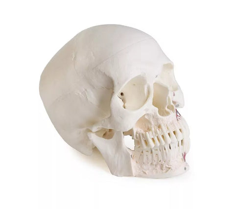 Model de craniu pentru stomatologie cu sindrom de disfuncție temporomandibulară, 8 piese