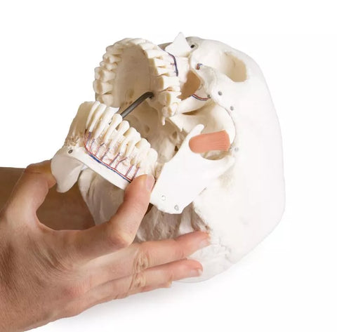 Model de craniu pentru stomatologie cu sindrom de disfuncție temporomandibulară, 8 piese