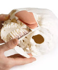 Model de craniu pentru stomatologie cu sindrom de disfuncție temporomandibulară, 8 piese