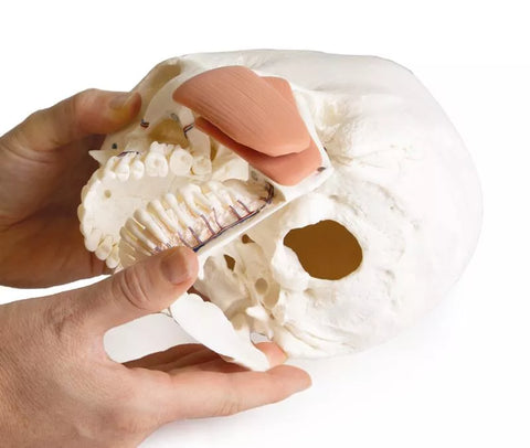 Model de craniu pentru stomatologie cu sindrom de disfuncție temporomandibulară, 8 piese